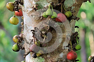 Ficus tree with many green and red fruits growing on the trunk