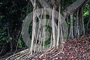 Ficus tree in natural conditions with giant aerial roots, with gracefully drooping branchlets. The bark of the trunk is photo