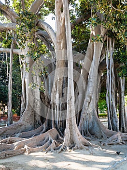 Ficus tree in Palermo city in Giardino Garibaldi photo