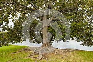 Ficus Tree, Perth, Australia photo