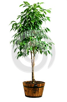 Ficus tree in pot photo