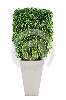 Ficus tree in potted isolated