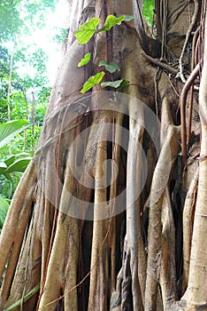 Ficus tree roots details, tropical jungle