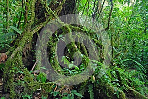 Ficus Tree roots in rainforest the jungle, Costa Rica