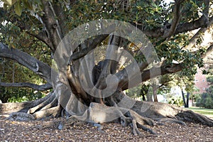 Ficus tree, roots and trunks of Ficus Tree, Perth, Australia. Centenarian tree.