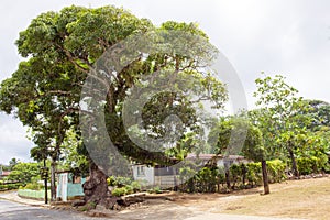 Ficus Tree in Tropes