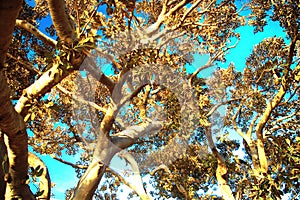 Ficus tree trunk