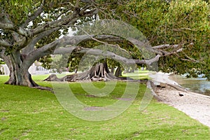 Ficus Trees in Australia