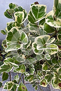 Ficus triangularis variegata plant, triangular leaves