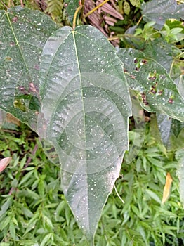 Ficus variegata Leaf