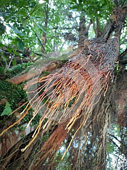 Ficus virens or The curtain fig tree roots