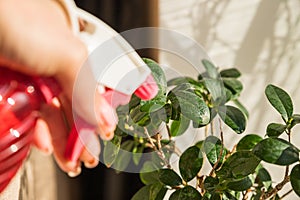 Ficus watered from a spray.Houseplant care. Female hands spraying potted plant with water sprayer. Ficus ginseng bonsai