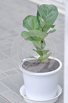 Fiddle Fig, Ficus Lyrata or Ficus Lyrata Bambino photo