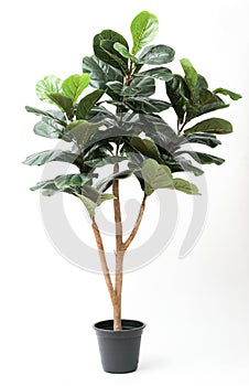 Fiddle Fig,Ficus Lyrata in black pot without shadow on white background