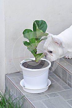 Fiddle Fig, Ficus Lyrata or Ficus Lyrata Bambino and dog