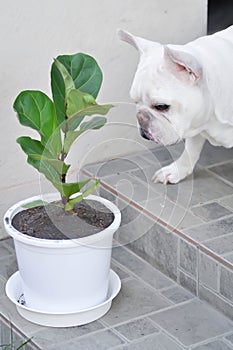Fiddle Fig, Ficus Lyrata or Ficus Lyrata Bambino and dog