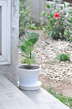 Fiddle Fig, Ficus Lyrata or Ficus Lyrata Bambino  plant