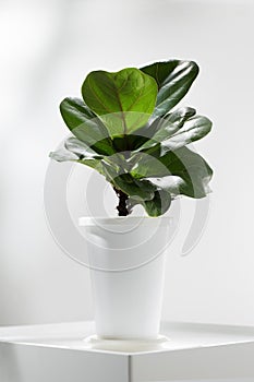 Fiddle fig or ficus lyrata. photo