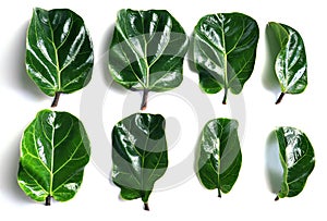 Fiddle fig leaf (Ficus lyrata) on White background. photo
