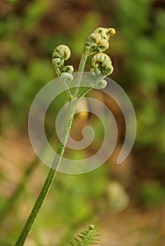 Fiddle Head