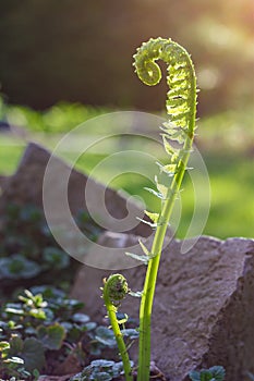 A Fiddle Head Stalk Shining Bright in the Evening Sun