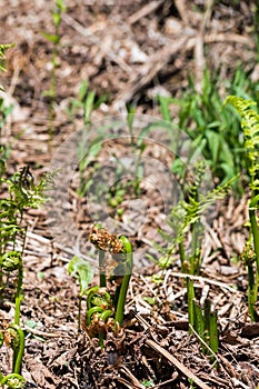 Fiddle Heads in forground