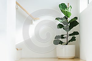 Fiddle leaf fig, Ficus lyrata, plant in circle white pot and place at the Corner of stair or ladder for decorate home or room. And photo