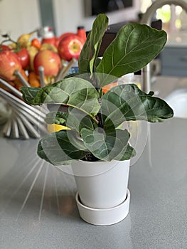Fiddle-leaf Fig Ficus Lyrata Potted House Plant