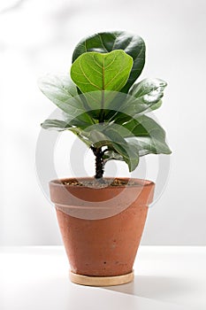 Fiddle leaf fig or Ficus lyrata warb