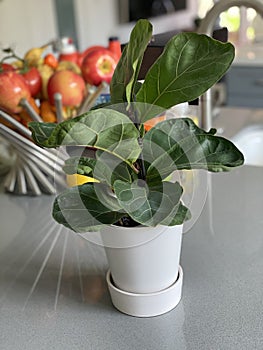 Fiddle-leaf Fig Ficus Lyrata Potted House Plant photo