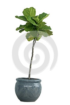 Fiddle Leaf Fig plant