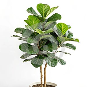 Fiddle leaf fig tree concept isolated photo