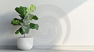 Fiddle Leaf Fig in White Pot Against Gray Wall
