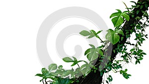 Fiddle leaf philodendron the tropical plant and jungle liana green leaves vines climbing on rainforest tree trunk isolated on