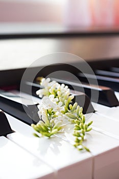 Fiddle Wood flower on piano key.