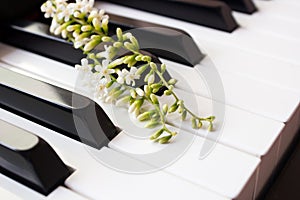 Fiddle Wood flower on piano key.
