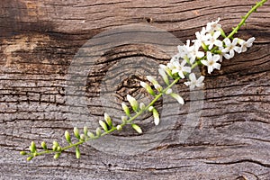 Fiddle Wood flower on wooden background.