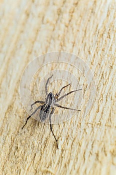 Fiddleback spider, Violin spider or Brown hermit spider Loxosceles reclusa