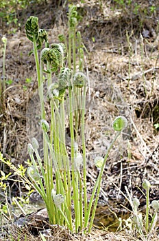 Fiddlehead Fern