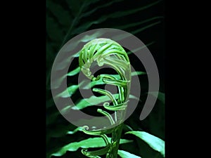 Fiddlehead fern closeup