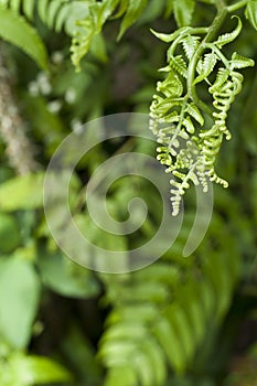 Fiddlehead fern. photo