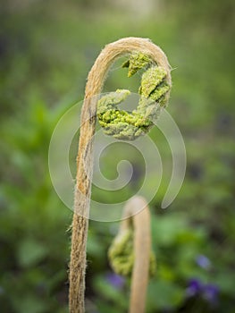 Fiddlehead Fern Macro