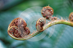 Fiddlehead ferns curled up in a garden