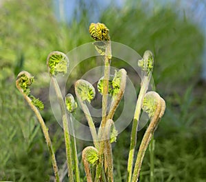 Fiddlehead Ferns in Spring