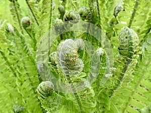 Fiddlehead ferns growing