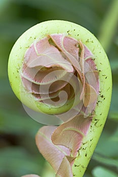 Fiddlehead of a giant fern