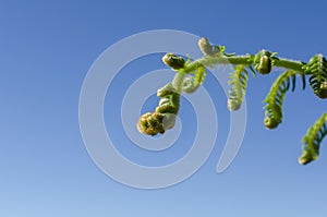 Fiddlehead greens are the furled fronds