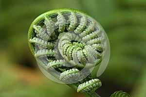 Fiddlehead Macro