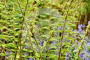 Fiddlehead uncurls at the top of a branch of lush green bracken