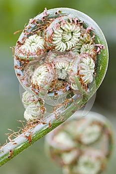 Fiddleheads in Brazil